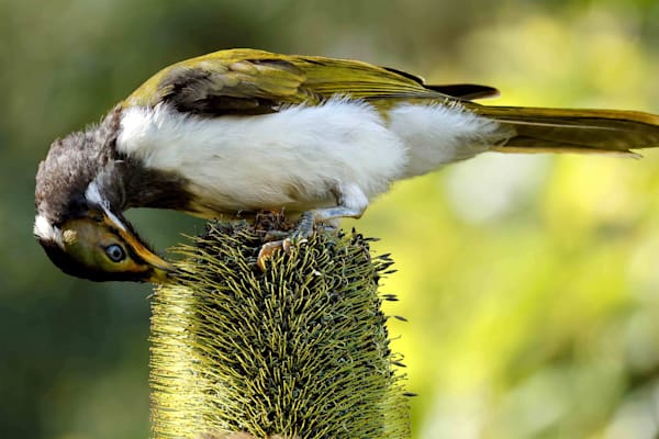 "Banksia Feast"