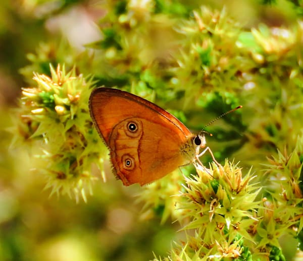 "Whispers of Transformation"