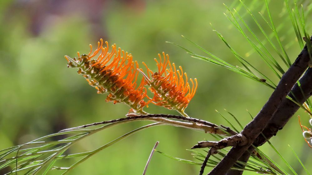 "Orange Banksia" Photography Art | Lisa Jane Nature Photography