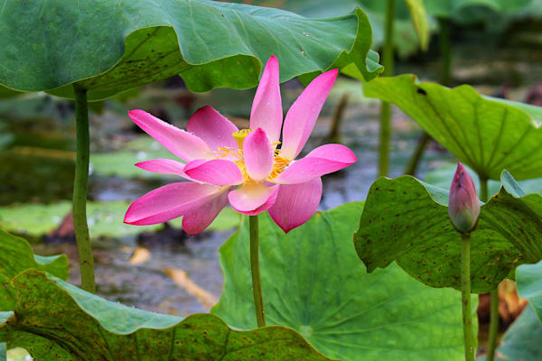 "The Art of Becoming"