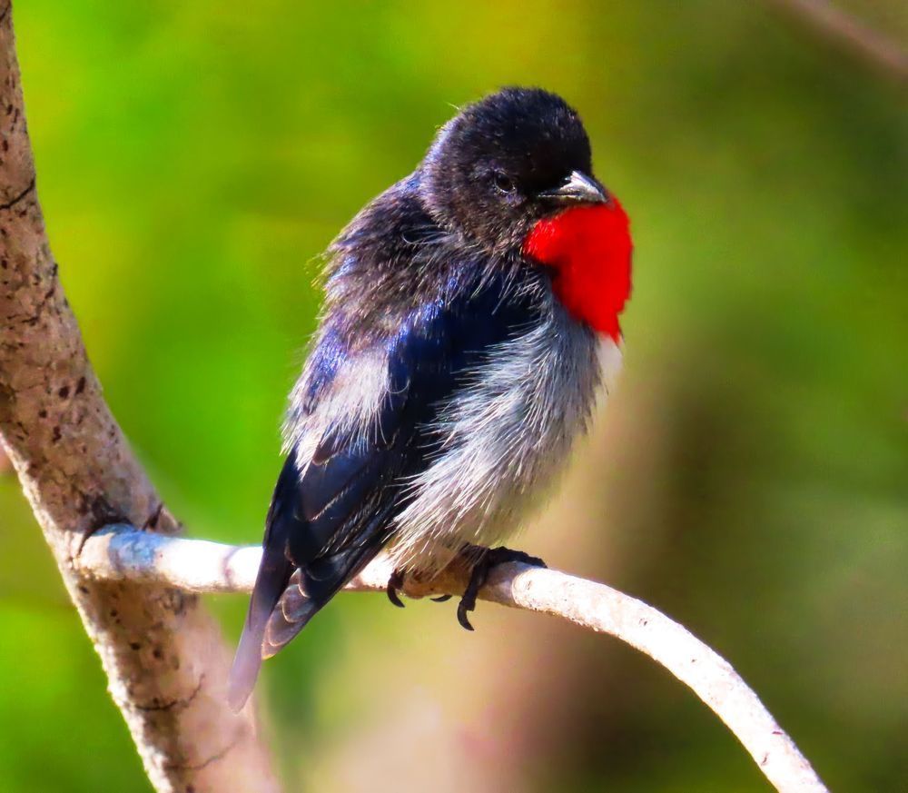 "Scarlet Whisper" Photography Art | Lisa Jane Nature Photography