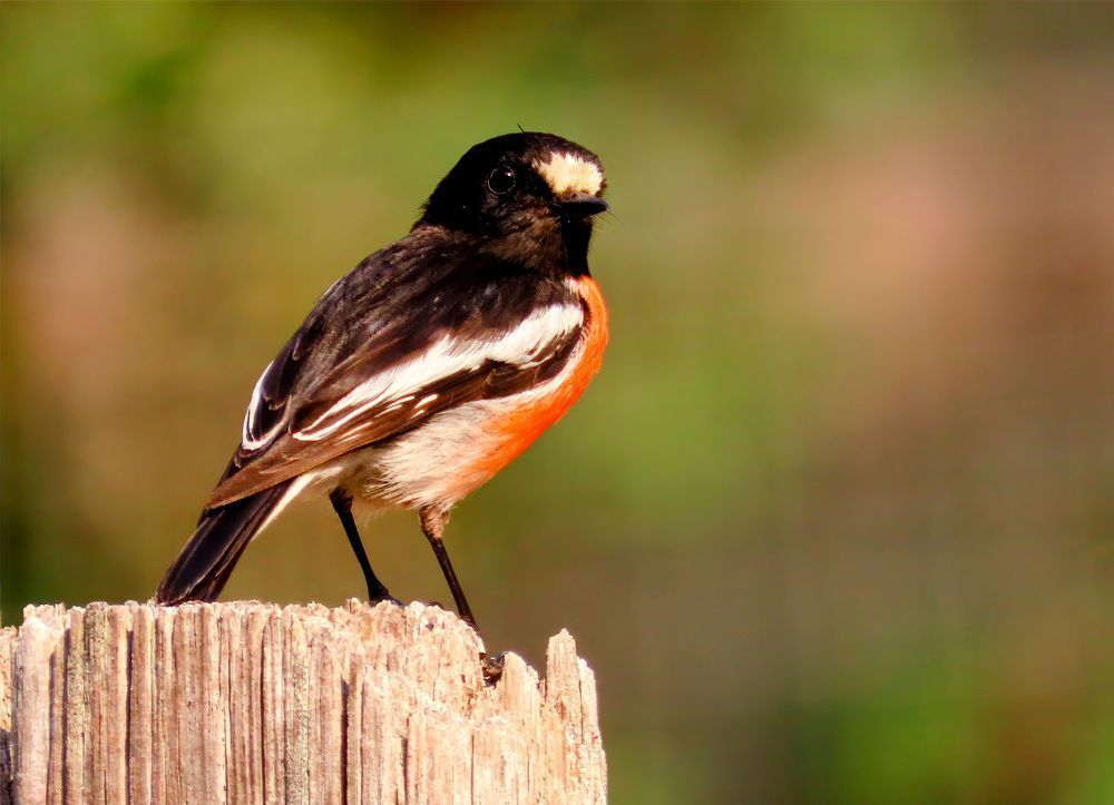 "Scarlet Robin Magic" Photography Art | Lisa Jane Nature Photography