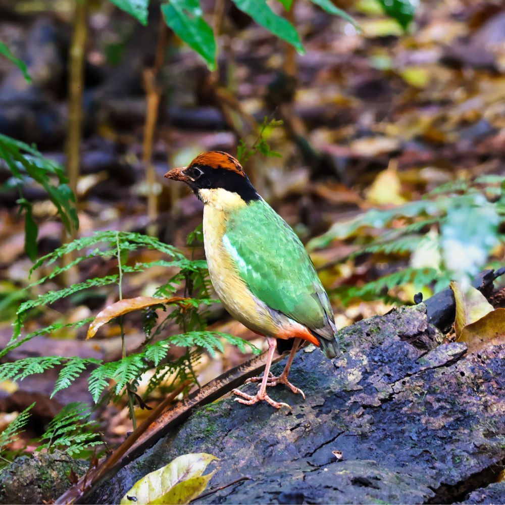 "Jewel Of The Undergrowth" Photography Art | Lisa Jane Nature Photography