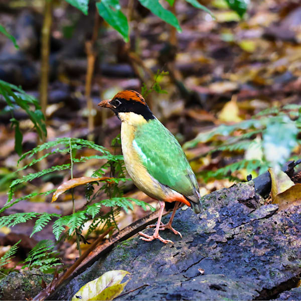 "Jewel of the Undergrowth"