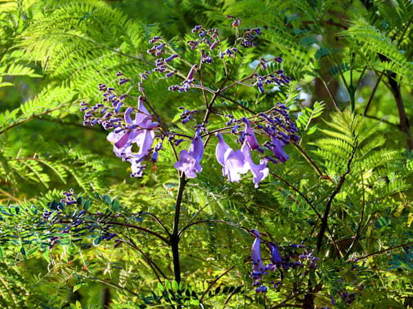 “Whispers of Jacaranda Light”