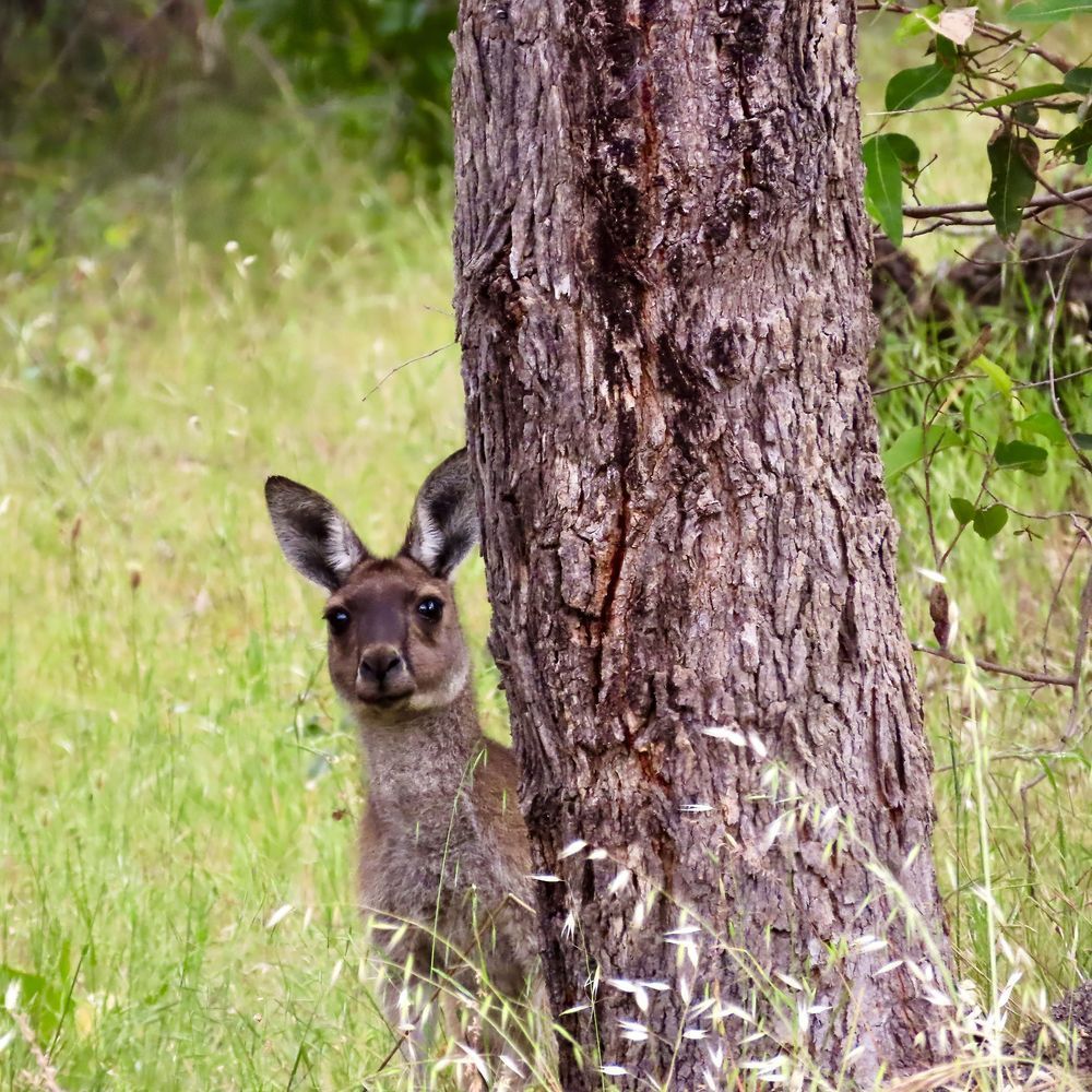 "Peek A Boo" Photography Art | Lisa Jane Nature Photography