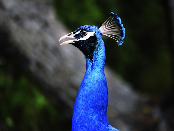 "Regal Beauty"