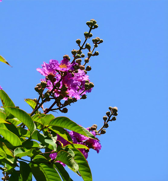 "Sky Blossoms"