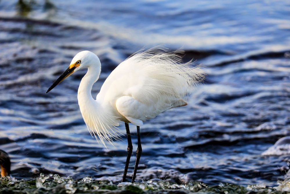 "Fluffy" Photography Art | Lisa Jane Nature Photography