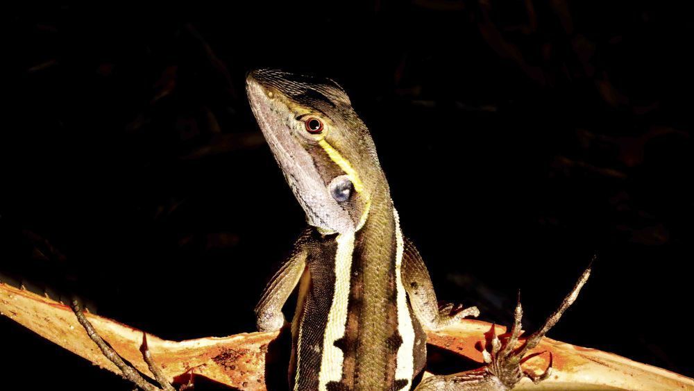 "The Midnight Sentinel" Photography Art | Lisa Jane Nature Photography