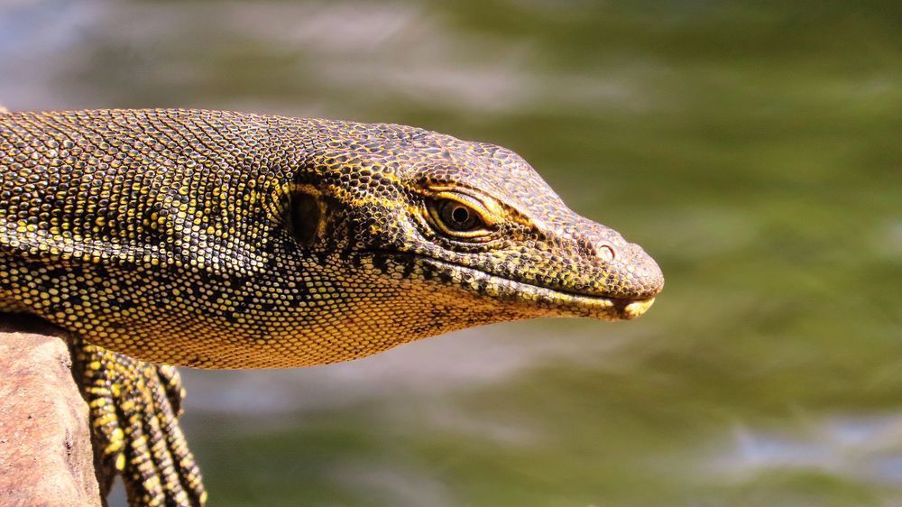"Resting Dragon" Photography Art | Lisa Jane Nature Photography