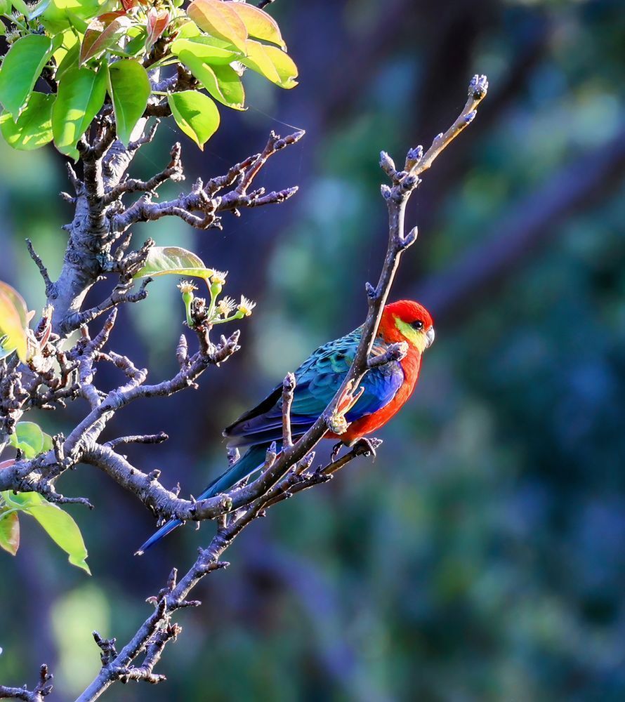 "Whispers Of Red And Blue" Photography Art | Lisa Jane Nature Photography