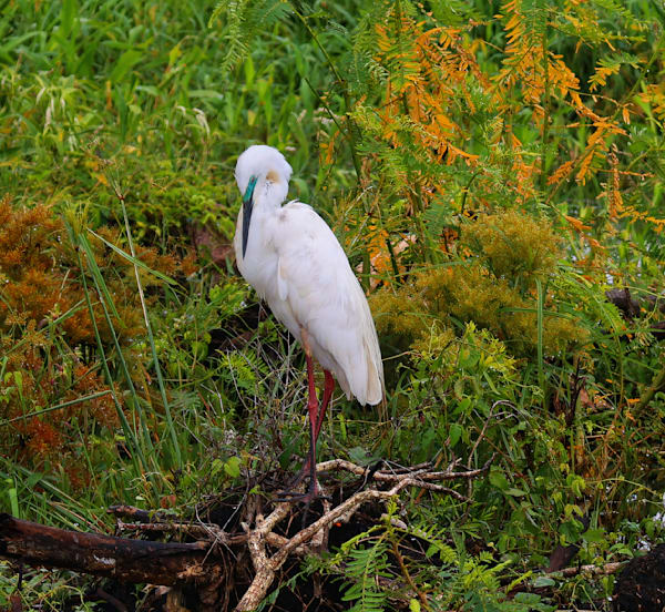 "The Quiet of the Marsh"