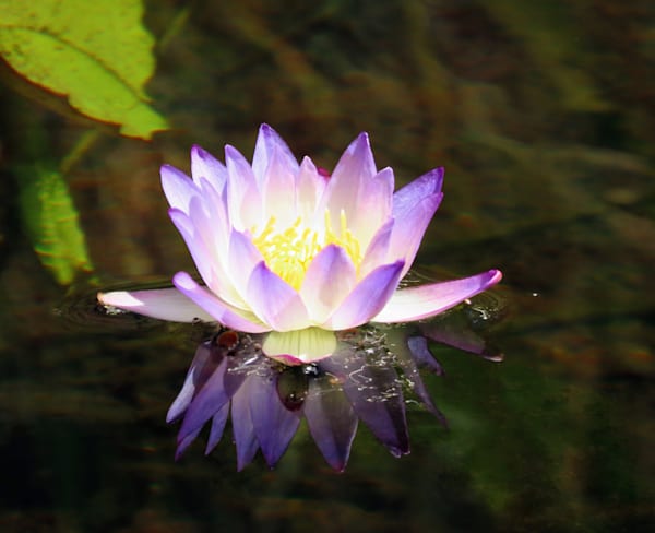 "Sacred Stillness"