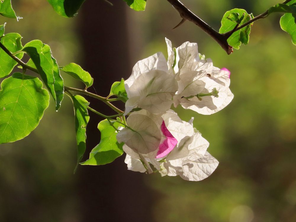 "Sunlit Bloom" Photography Art | Lisa Jane Nature Photography