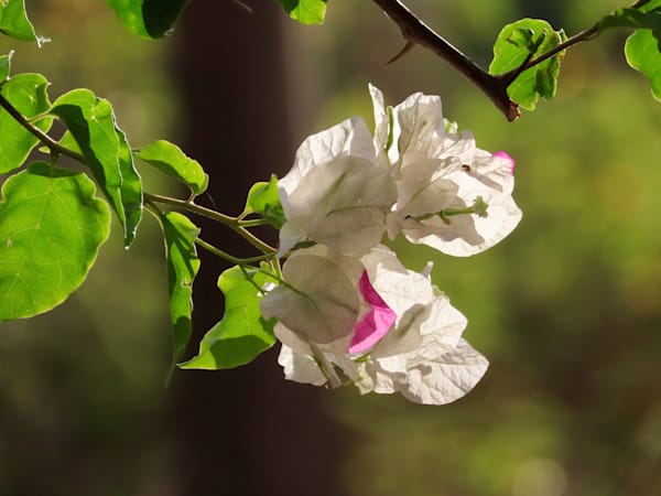 "Sunlit Bloom"