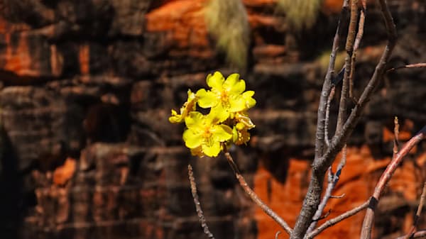 “Resilience in Bloom”