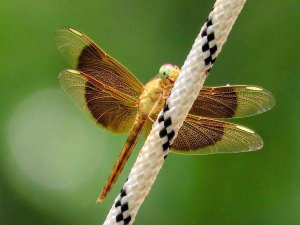 "Wings of Sunlight"