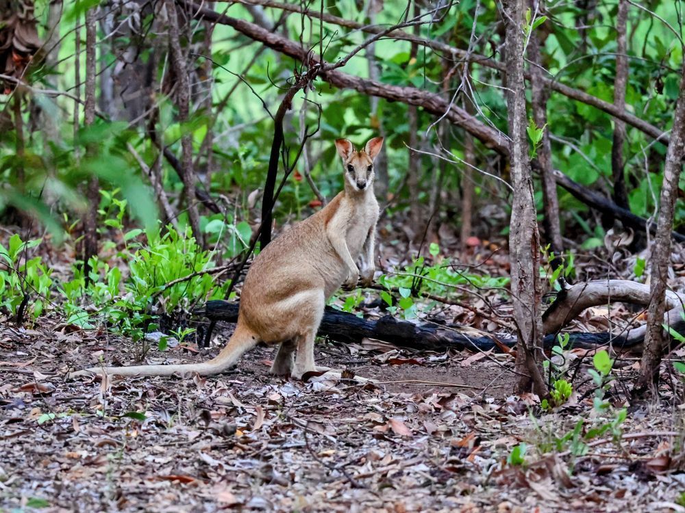 "Forest Guardian" Photography Art | Lisa Jane Nature Photography