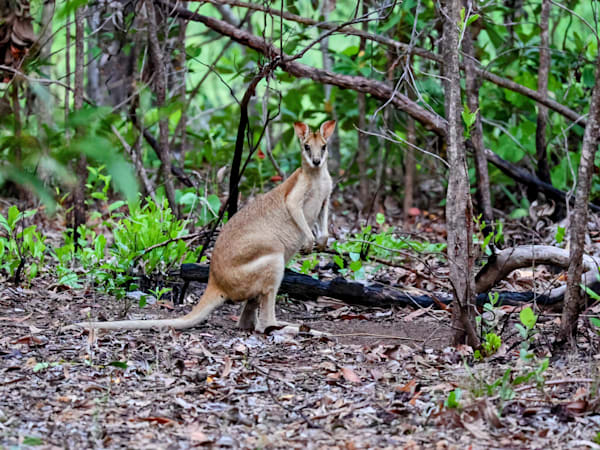 "Forest Guardian"