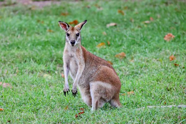 "Mumma Wallaby"