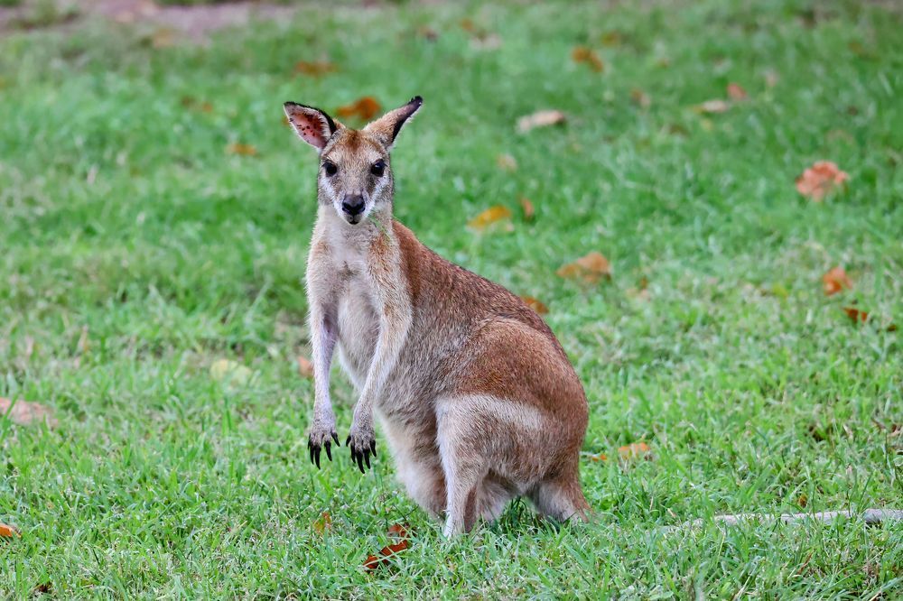 "Mumma Wallaby" Photography Art | Lisa Jane Nature Photography