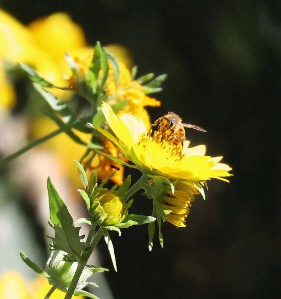 "Sun-Kissed Pollinator"