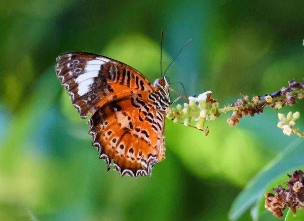 "Whispering Wings"