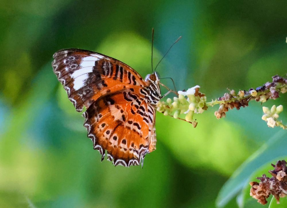 "Whispering Wings" Photography Art | Lisa Jane Nature Photography