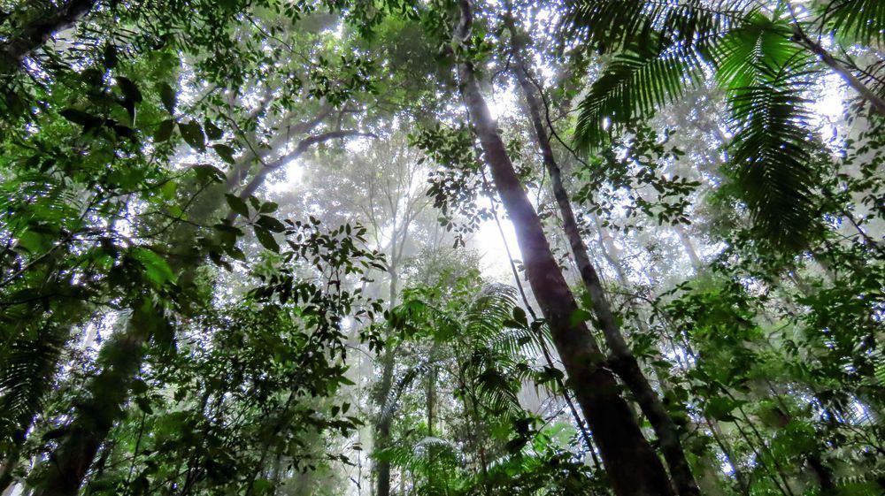 "Rainforest Cathedral" Photography Art | Lisa Jane Nature Photography