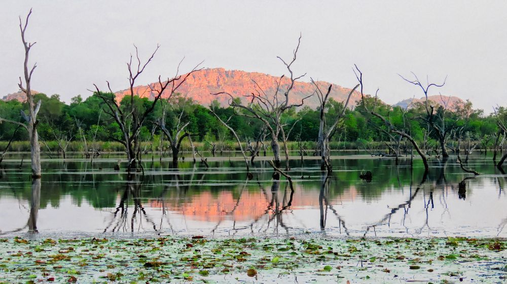 "Kununurra Reflections" Photography Art | Lisa Jane Nature Photography
