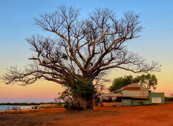 "Boab Dusk"