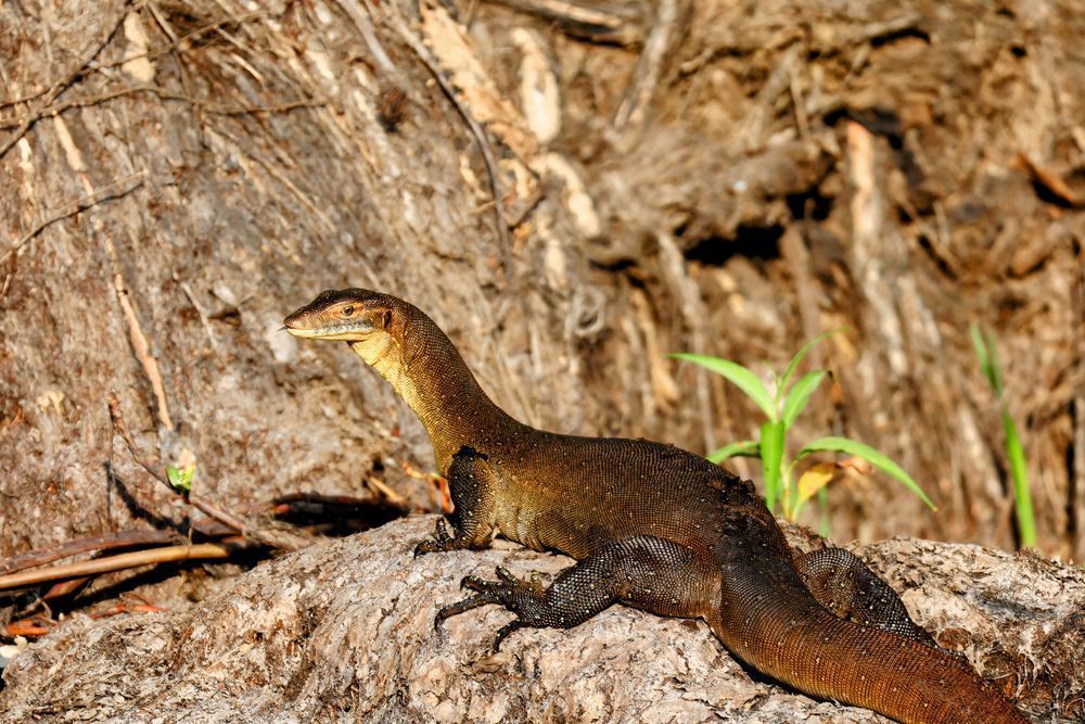 "Water Dragon" Photography Art | Lisa Jane Nature Photography