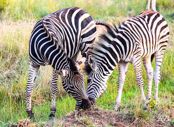 Animals
