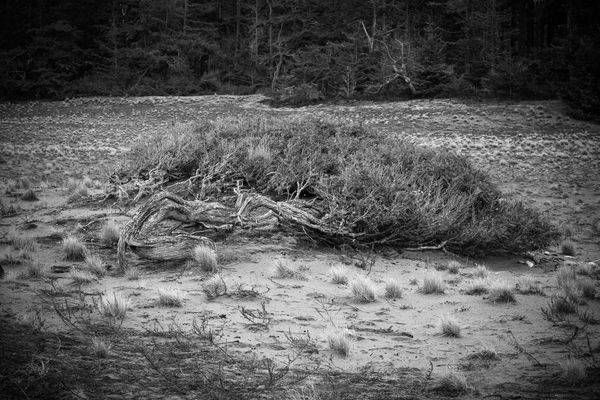 West Beach Dunes, Deception Pass State Park, Washington, 2016