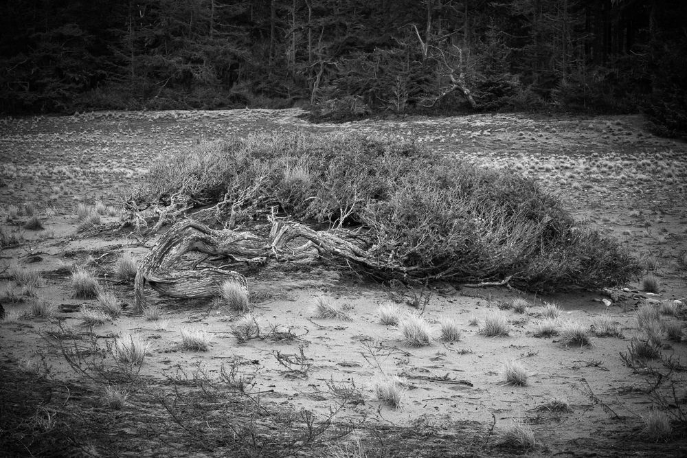 West Beach Dunes, Deception Pass State Park, Washington, 2016