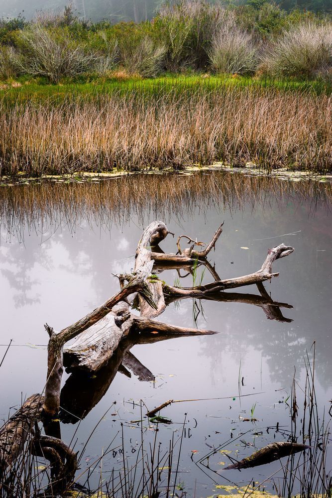 Wetlands, Deception Pass State Park, Washington, 2016