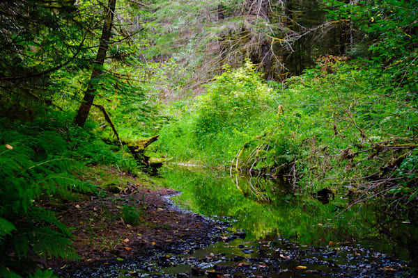 Woods Creek, Randle, Washington, 2016
