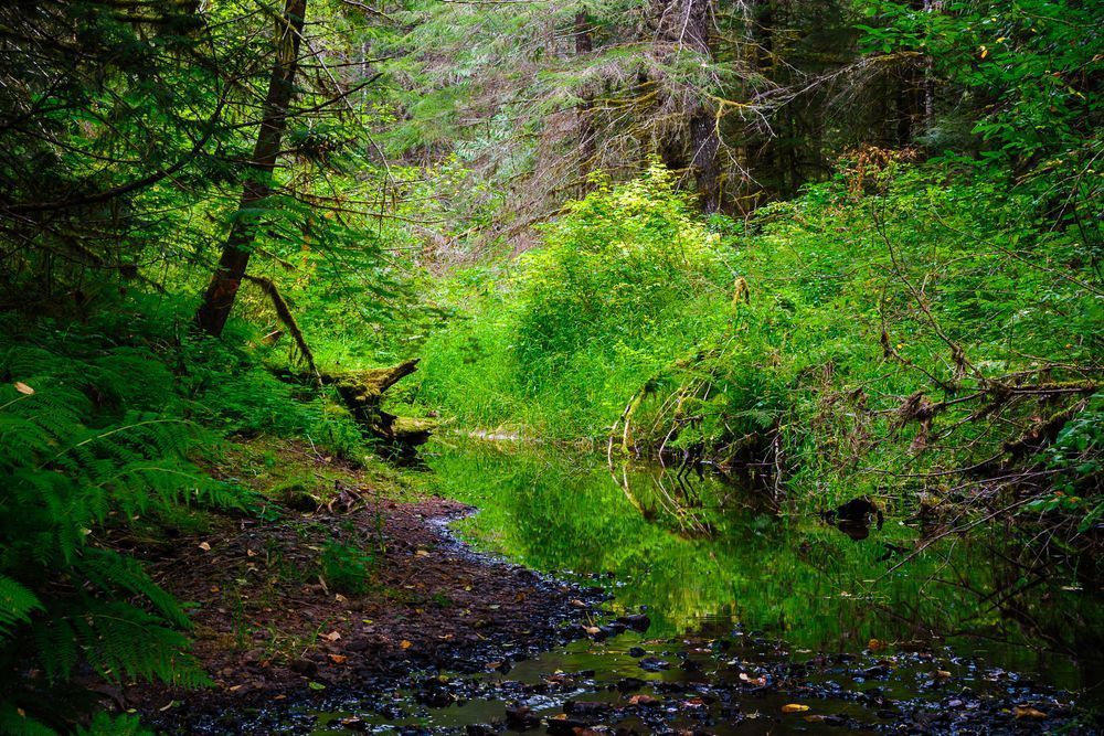 Woods Creek, Randle, Washington, 2016