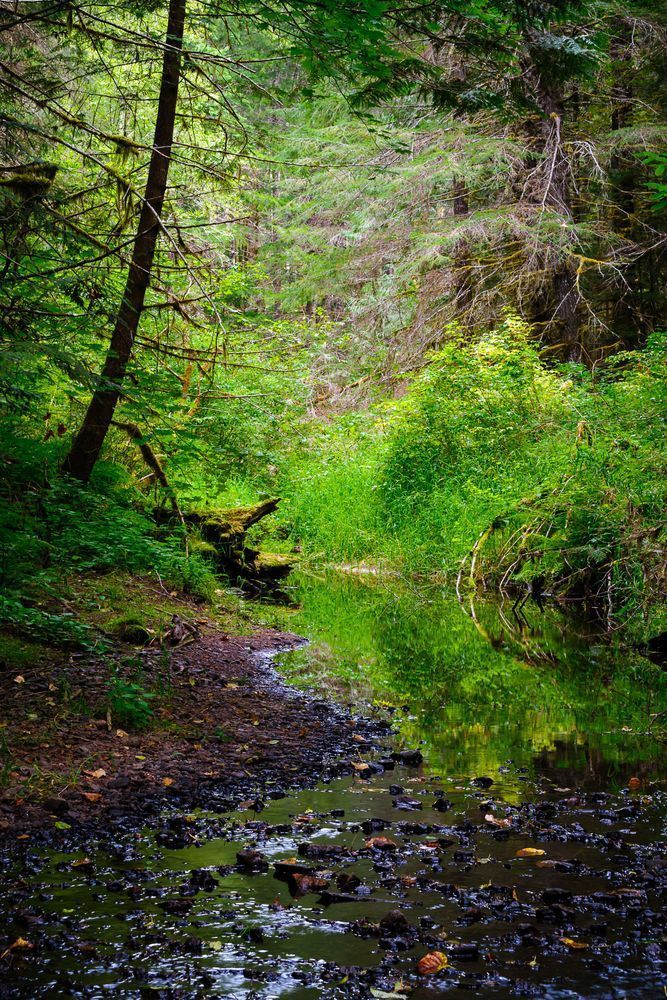 Woods Creek, Lewis County, Washington, 2016