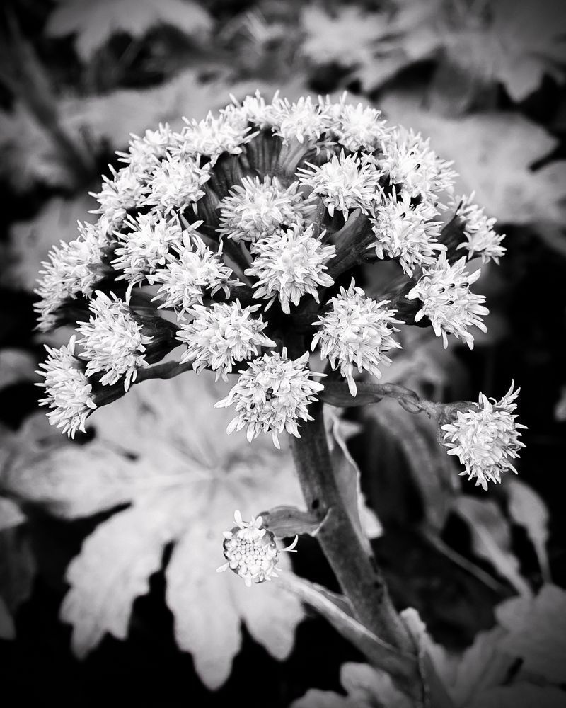 White Snakeroot, 2022