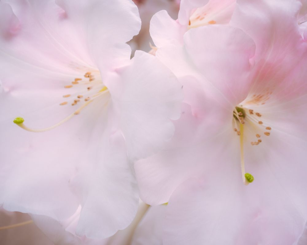 White Bloom, 2021
