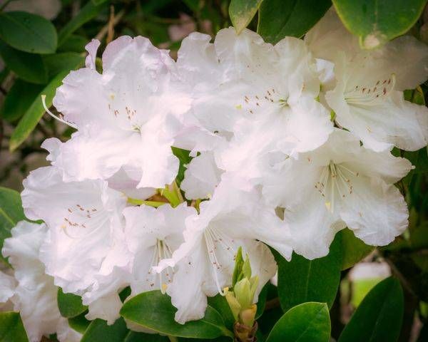 White Blossom Elegance, 2021