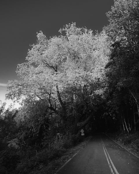 Where Light Fades, Grays River, Washington, 2024