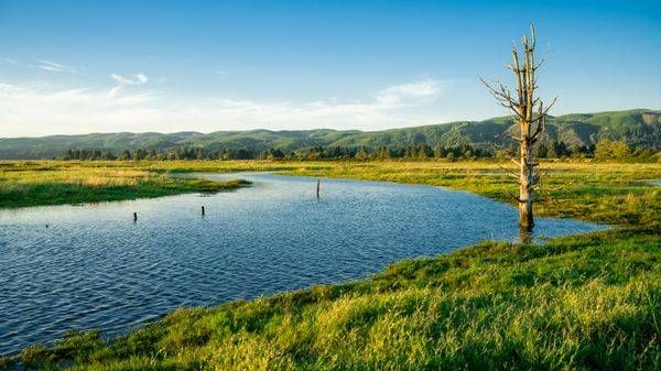 Willapa River Estuary, Washington, 2020