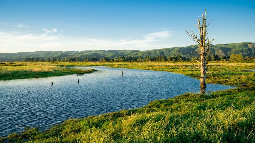 Willapa River Estuary, Washington, 2020