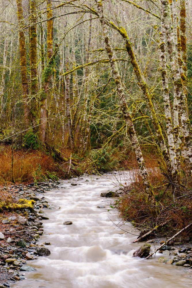 Winter Along Loretta Creek, Skagit County, Washington, 2017