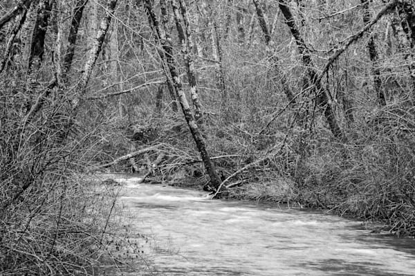 Winter Trees, Cedar Creek, Capitol State Forest, Washington, 2015