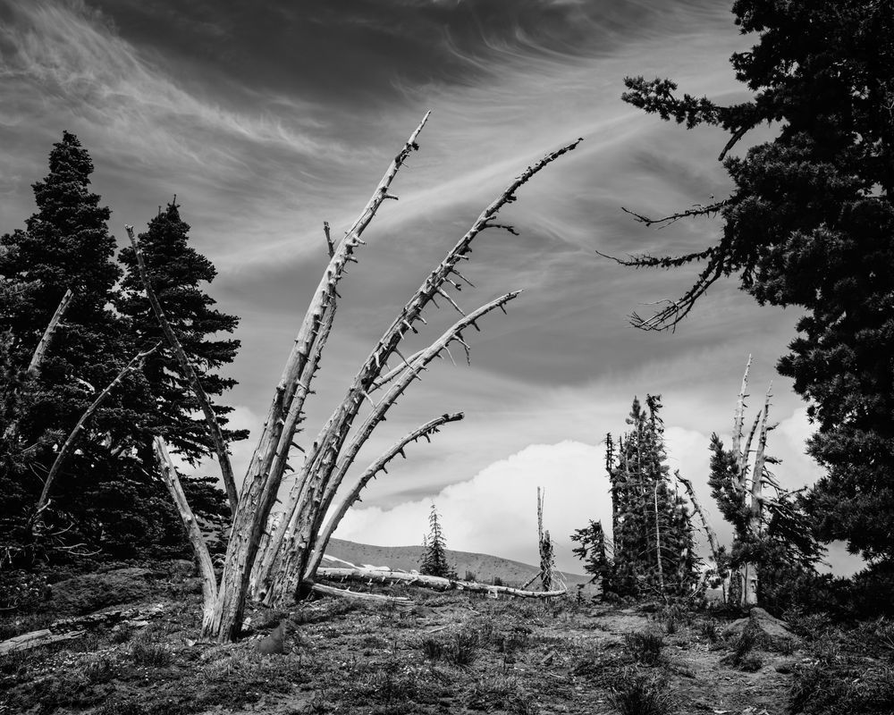 Windward Stand, Timberline, Oregon, 2025