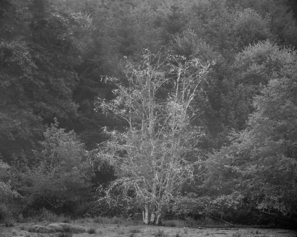 Tree in a Pasture, Pacific County, Washington, 2023